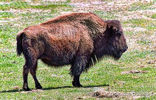 Bison_26648.jpg - American bison (Bison bison), a.k.a. American buffalo, photographed near Perth, Ontario, Canada.